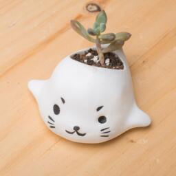 Seal Planter, Sealdecor, Office Decor, Home Office, Animal Planter, Home Decor, Sea Lion, Succulent Ocean - thumbnail 3