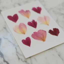 Peony Hearts - Print Reproduction Artwork Of Pressed Flowers 100% Cotton Rag Paper Botanical Art - thumbnail 3