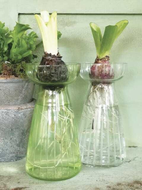 1x Hyacinth Bulb Vase - Spring Propagator Green Or Clear Glass Forcing