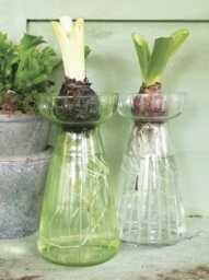 1x Hyacinth Bulb Vase - Spring Propagator Green Or Clear Glass Forcing