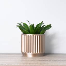 "Classical Planter With Drainage & Saucer in Champagne Bronze, Unique 3D-Printed Plant Pot, Small To Large Sizes 4"" 5"" 6"" 7"" 8" - thumbnail 3