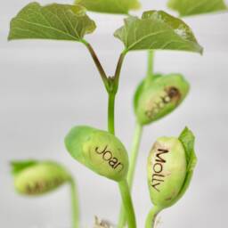 Beans Talk Message Seeds Jar Gift Set - thumbnail 2