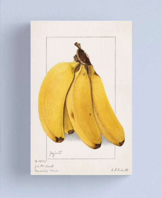 Vintage Bananas Print, Ellen Isham Schutt Nature Print. Banana Print