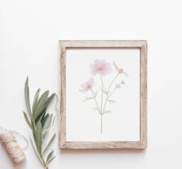 Cosmos Art Print, October Birth Flower Wall Decor, Floral - thumbnail 1