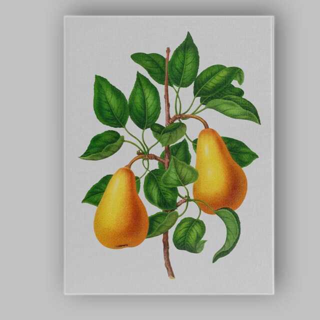Vintage Botanical Golden Pear Branch Illustration Canvas Wall Art Print Decor Picture Ready To Hang - image 1