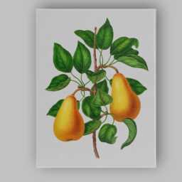 Vintage Botanical Golden Pear Branch Illustration Canvas Wall Art Print Decor Picture Ready To Hang - thumbnail 1