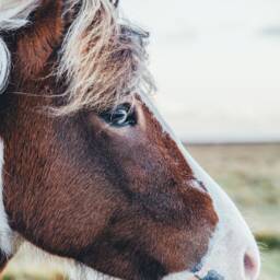 Horse Photo Print Farmhouse Wall Art - Digital Download - thumbnail 2