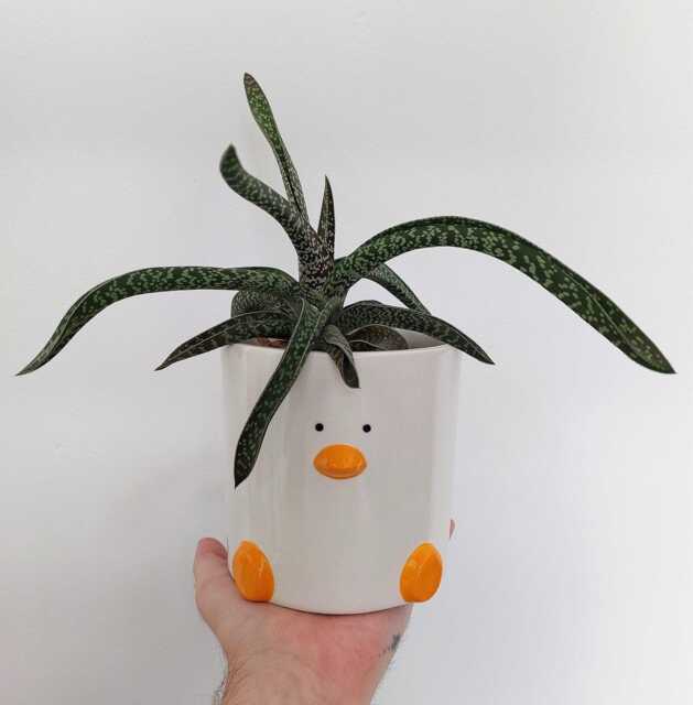 Duck Face Plant Pot - By Haus Of Honk - image 1