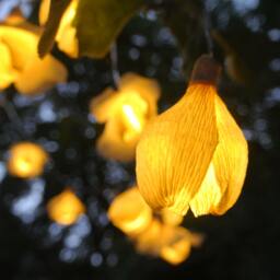 Lights Garland, String Lights, Fairy Wedding Home Garden Battery Rustic Wedding Decor - thumbnail 3