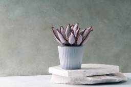 Silver Fabric Succulent in Pot Textile Plant Sculpture, Faux Botanical Art, Modern Boho Decor - thumbnail 1