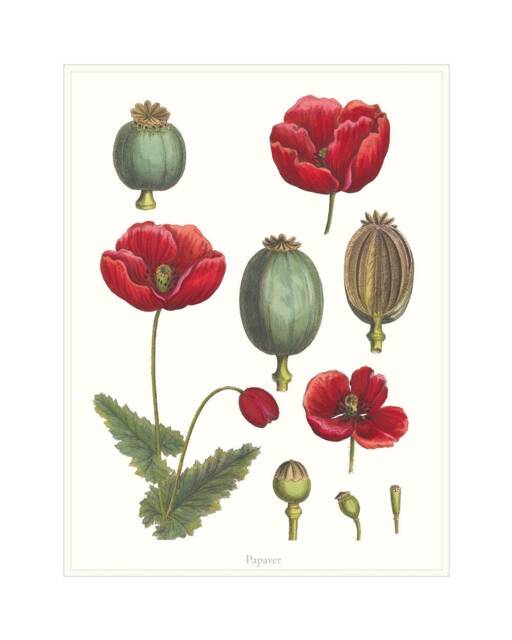 Botanical Wall Art, Poppy Art Print, Decor Flower Poster, Print. Poster Red - image 1