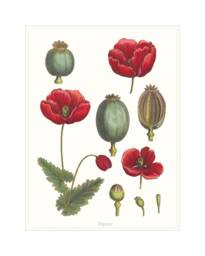 Botanical Wall Art, Poppy Art Print, Decor Flower Poster, Print. Poster Red - thumbnail 1