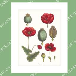 Botanical Wall Art, Poppy Art Print, Decor Flower Poster, Print. Poster Red - thumbnail 2