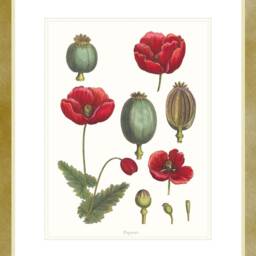 Botanical Wall Art, Poppy Art Print, Decor Flower Poster, Print. Poster Red - thumbnail 3