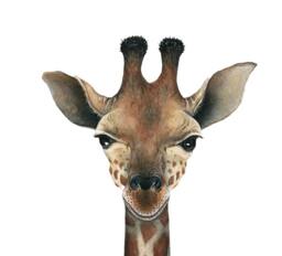 Giraffe Wall Decal - thumbnail 1