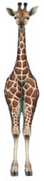 Giraffe Wall Decal - thumbnail 2