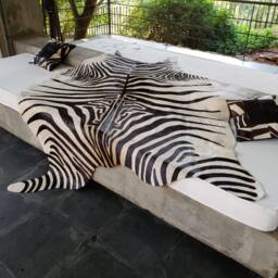 Zebra Xl Cowhide Stenciled Rug Handmade Amazing Peau De Zebre - thumbnail 3