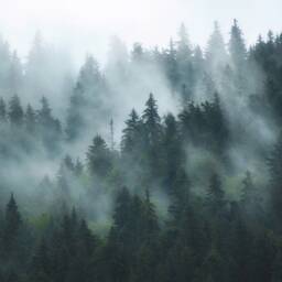 Foggy Forest Wallpaper, Peel & Stick Wall Mural, Self-Adhesive, Renter Friendly, Removable Roll, Accent Room Decor - thumbnail 2