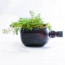Succulent Herb Kitchen Planter - Snack Bowl Made From Beautiful Amber Old Monk Rum Bottle - thumbnail 3