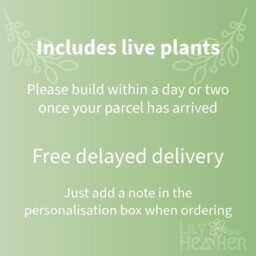 Diy Terrarium Kit Live Moss, Substrate, Leca - Mindfulness Gift - thumbnail 4
