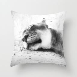Lion Pillow Cover - African Pillow Case Lioness Sleepy 8x10 8x8 10x10 11x14 12x12 20x20 16x20 Photography - thumbnail 1