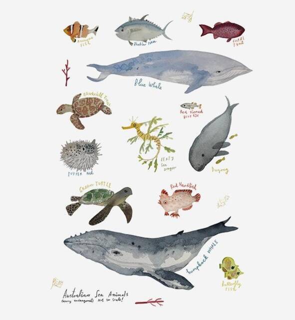 Sea Animals Pack Wall Sticker Decal - Australian Animal Decals, Stickers, Kids, Native Art