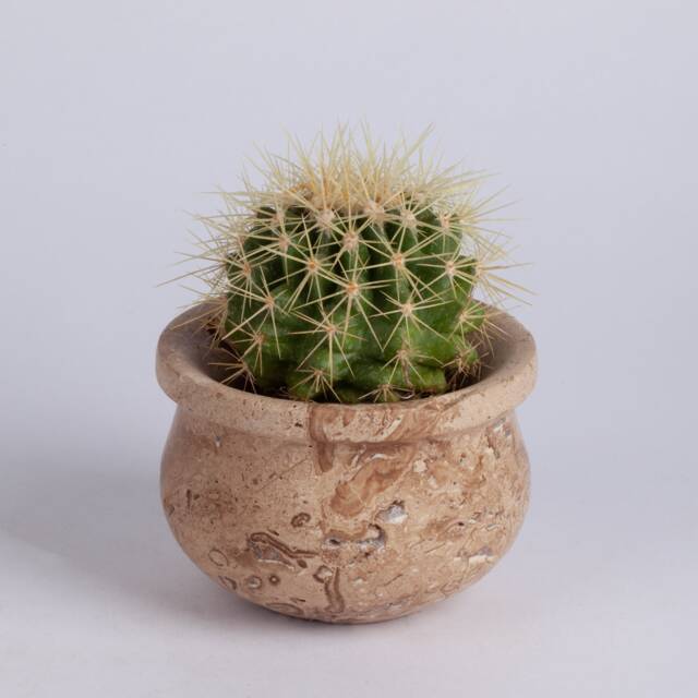 Natural Travertine Succulent Pot Brown-Yellow-Beige Marble, 3.5 - image 1