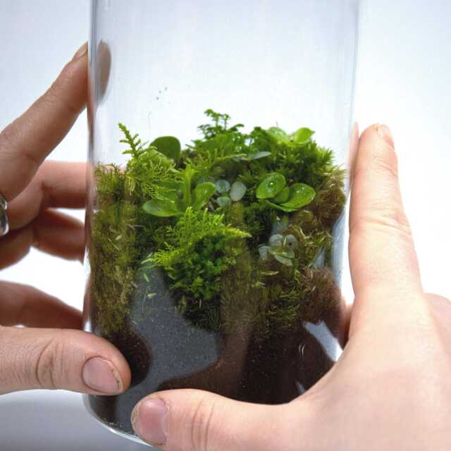 Forest Terrarium - Bottled Closed Ecosystem Ready-Made - Low Maintenance Plant Decor & Mindful Gift For Home - image 1