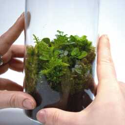 Forest Terrarium - Bottled Closed Ecosystem Ready-Made - Low Maintenance Plant Decor & Mindful Gift For Home - thumbnail 1