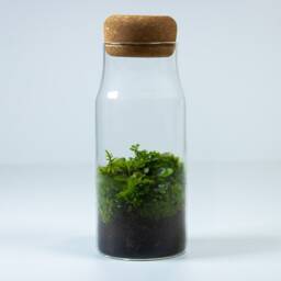 Forest Terrarium - Bottled Closed Ecosystem Ready-Made - Low Maintenance Plant Decor & Mindful Gift For Home - thumbnail 3