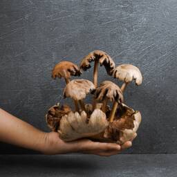 Exotic Wood Mushroom Statue 6 - thumbnail 4