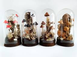 Mushroom Terrarium, Sculpture in Glass Cloche