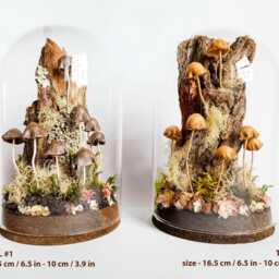 Mushroom Terrarium, Sculpture in Glass Cloche - thumbnail 3