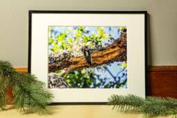 Woodpecker Photograph, Nature Photography, Wall Art, Bedroom Decor, Living Room Peaceful Photography Prints - thumbnail 1