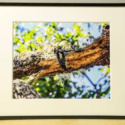Woodpecker Photograph, Nature Photography, Wall Art, Bedroom Decor, Living Room Peaceful Photography Prints - thumbnail 2
