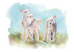 Lamb Art Print Painted in Watercolour, Animal Farmyard Art, Gift For Friend, Cute Kids Bedroom, Art - thumbnail 1
