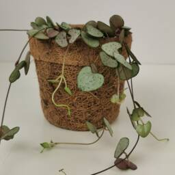 Coconut Fibre Planter - Fits 7.5cm & 10.5cm Plants Eco Friendly Plant Accessories - thumbnail 3