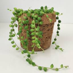 Coconut Fibre Planter - Fits 7.5cm & 10.5cm Plants Eco Friendly Plant Accessories - thumbnail 2