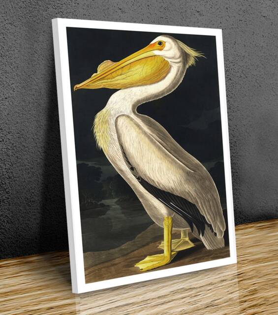 American White Pelican, John James Audubon, Wall Art , Hangins , Home Decor, Mounted Canvas Print Reaydy To Hang - image 1