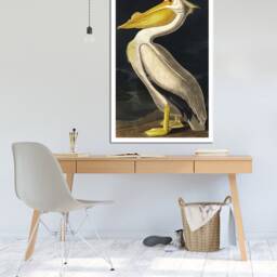 American White Pelican, John James Audubon, Wall Art , Hangins , Home Decor, Mounted Canvas Print Reaydy To Hang - thumbnail 2