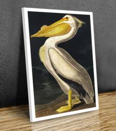 American White Pelican, John James Audubon, Wall Art , Hangins , Home Decor, Mounted Canvas Print Reaydy To Hang - thumbnail 1