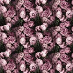 Designers Guild - Vespertina Blossom Stunning Contrast Piped Cushion Cover Throw Pillow Designer Home Decor - thumbnail 3