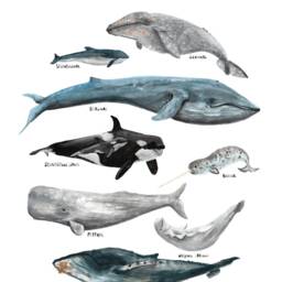 Whales Poster A2 A3 Children's Room Whales Ocean Seas Animals Nature Children Watercolor Illustrations Decoration - thumbnail 2