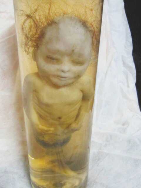 Taxidermy Cabinet Of Curiosities Fetus Silicone Mermaid Formaldehyde Oddities - image 1