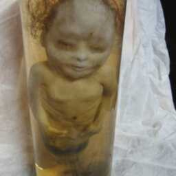 Taxidermy Cabinet Of Curiosities Fetus Silicone Mermaid Formaldehyde Oddities - thumbnail 2