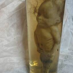 Taxidermy Cabinet Of Curiosities Fetus Silicone Mermaid Formaldehyde Oddities - thumbnail 3