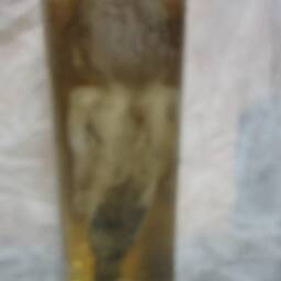 Taxidermy Cabinet Of Curiosities Fetus Silicone Mermaid Formaldehyde Oddities - thumbnail 4