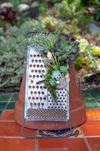 Faux Succulents With Sea Shell Accents On Vintage Cheese Shredder - image 1