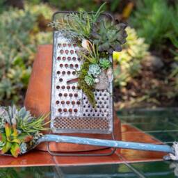 Faux Succulents With Sea Shell Accents On Vintage Cheese Shredder - thumbnail 2
