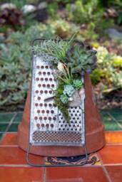 Faux Succulents With Sea Shell Accents On Vintage Cheese Shredder - thumbnail 1
